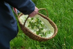 2014-05-11_Kraeuterwanderung_16