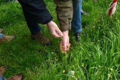 2014-05-11_Kraeuterwanderung_17