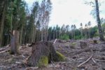 Ohne Klimaschutz hat unser Wald keine Zukunft