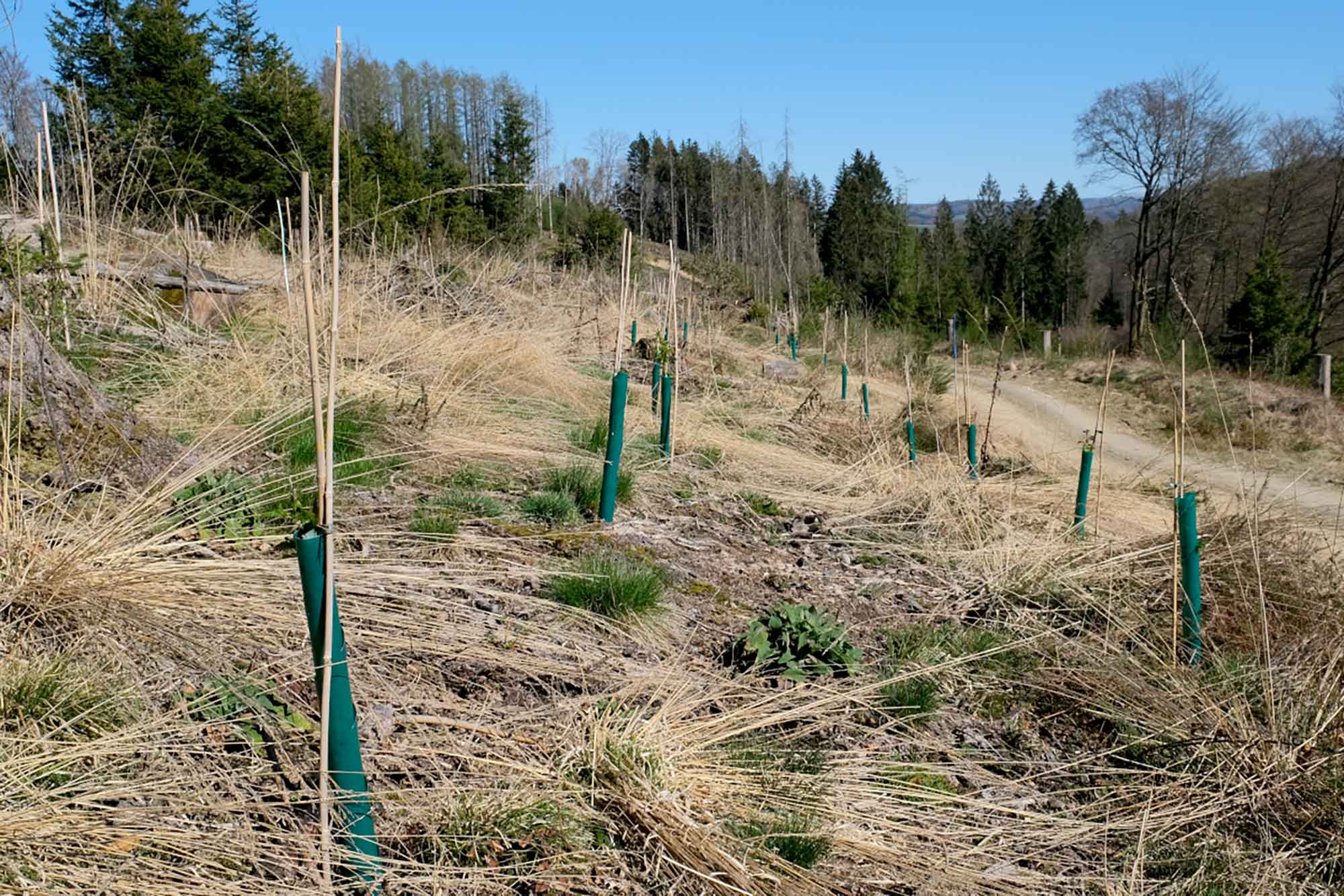 Klimaschutz in Halver: Die Grünen Halver bringen Antrag für eine nachhaltige Stadtentwicklung ein 2 Klimaschutz in Halver ist notwendig, denn wir sehen, dass Dürreperioden bereits im Frühjahr immer häufiger werden.