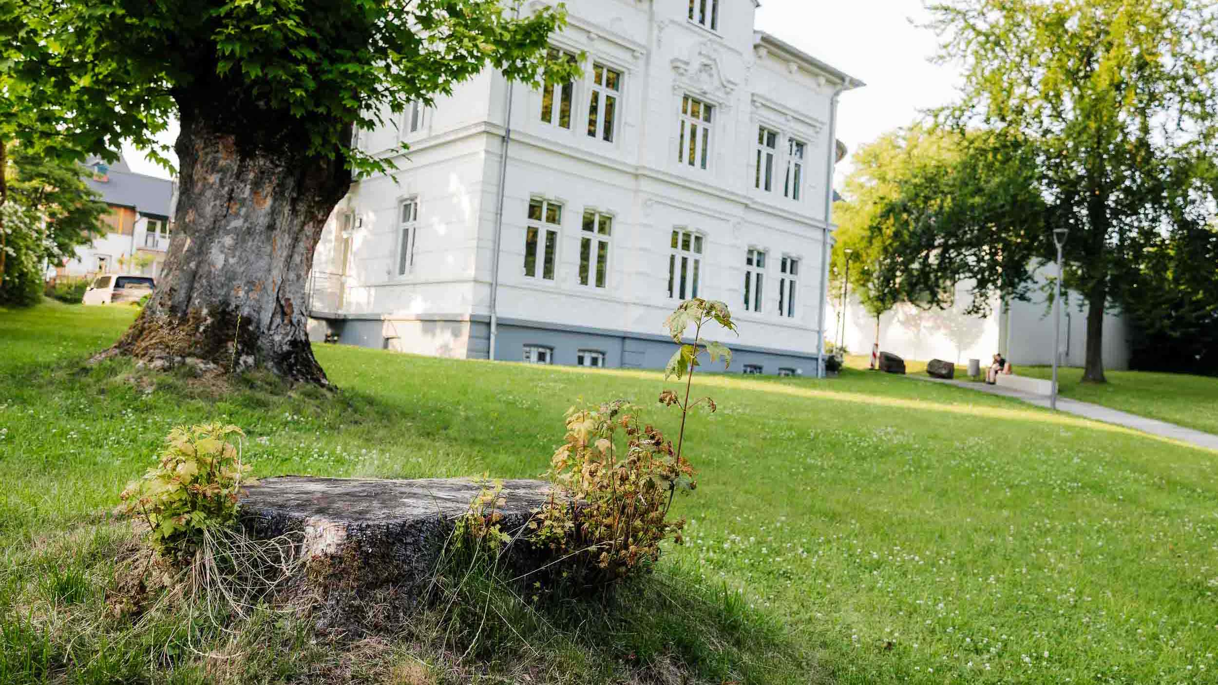 Baumfällungen Halver: Warum Schweigen keine Lösung ist