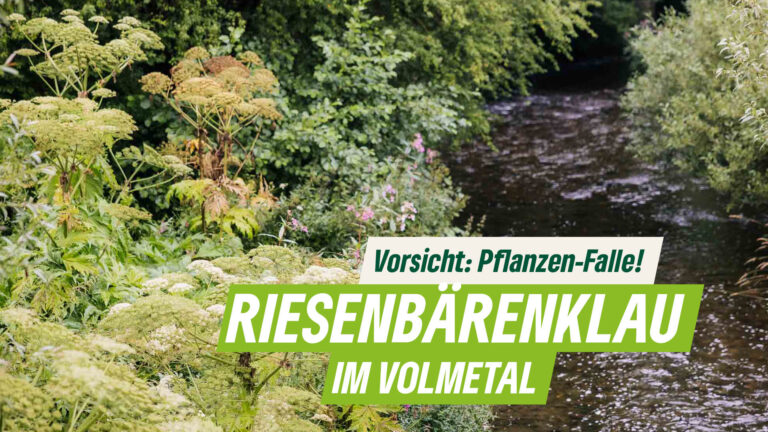 Riesenbärenklau im Volmetal: Gefahr für Mensch und Natur?