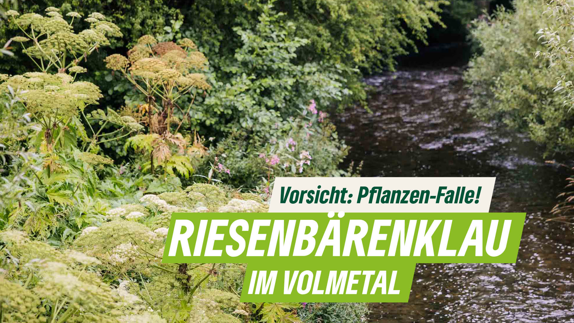 Grüne Halver - % filename%