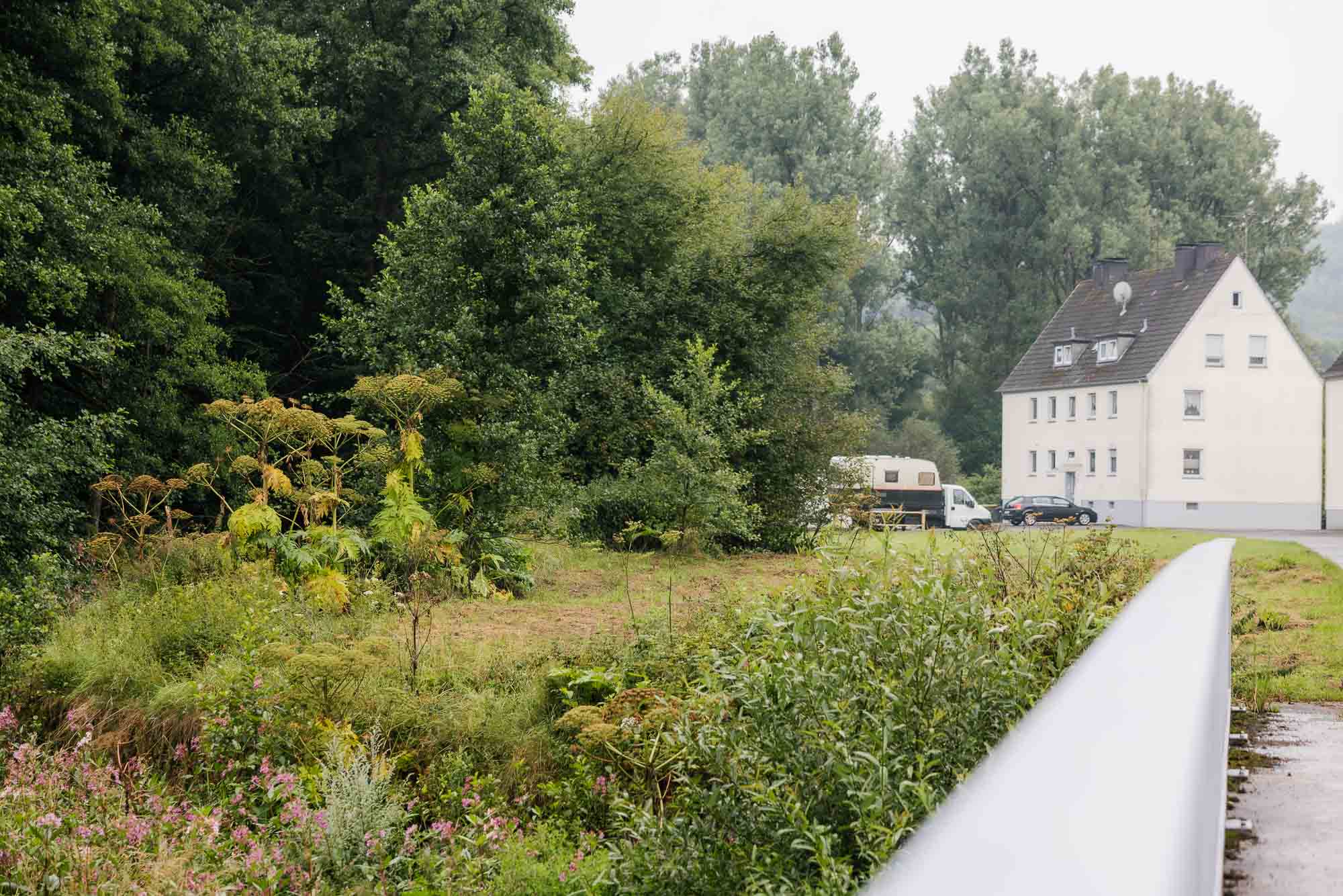 Riesenbärenklau unmittelbar am Rand einer Wiese in der Siedlung Löwen.
