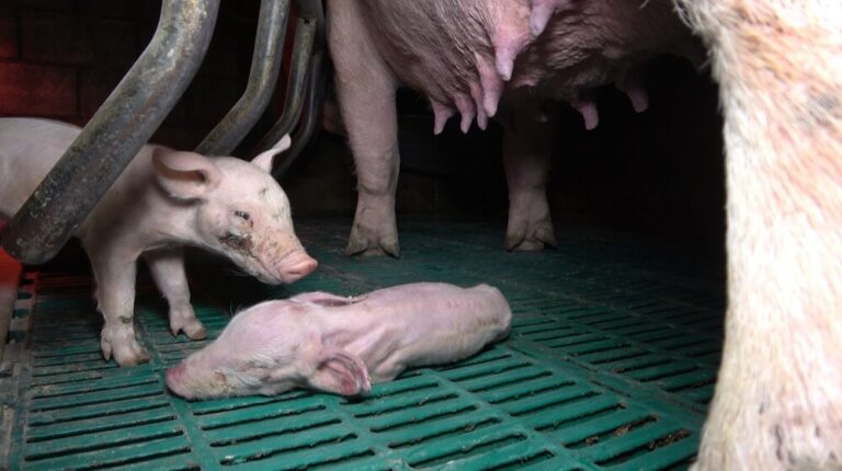 Grüne fordern lückenlose Aufklärung zu Tierschutzverstößen in Halver-Hohenplanken 1 Grüne fordern lückenlose Aufklärung zu Tierschutzverstößen in Halver-Hohenplanken