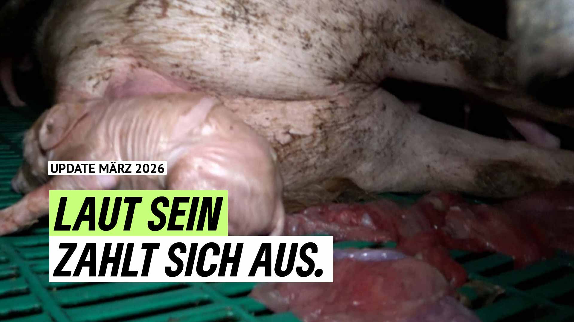 Grüne Halver - % filename%