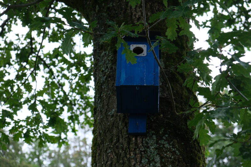 Blaues Vogelhaus an einem Baumstamm