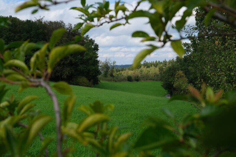 Blick durch Gebüsch auf eine grüne Wiese